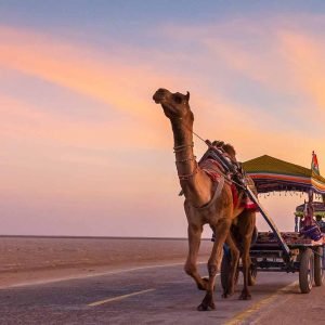 Women Only Rann of Kutch ,Gujarat