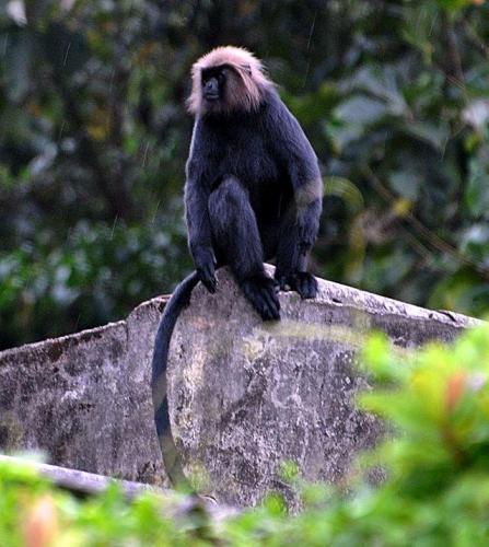 Nilgiri Black Langur